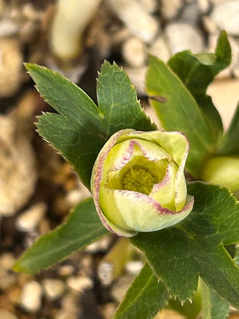 多弁ホワイトピコティフラッシュ　クリスマスローズ