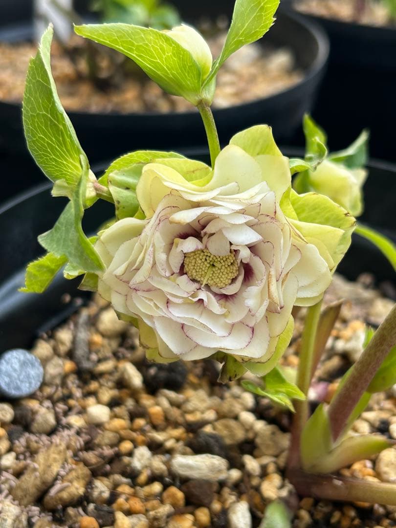 多弁ホワイトピコティフラッシュ　クリスマスローズ