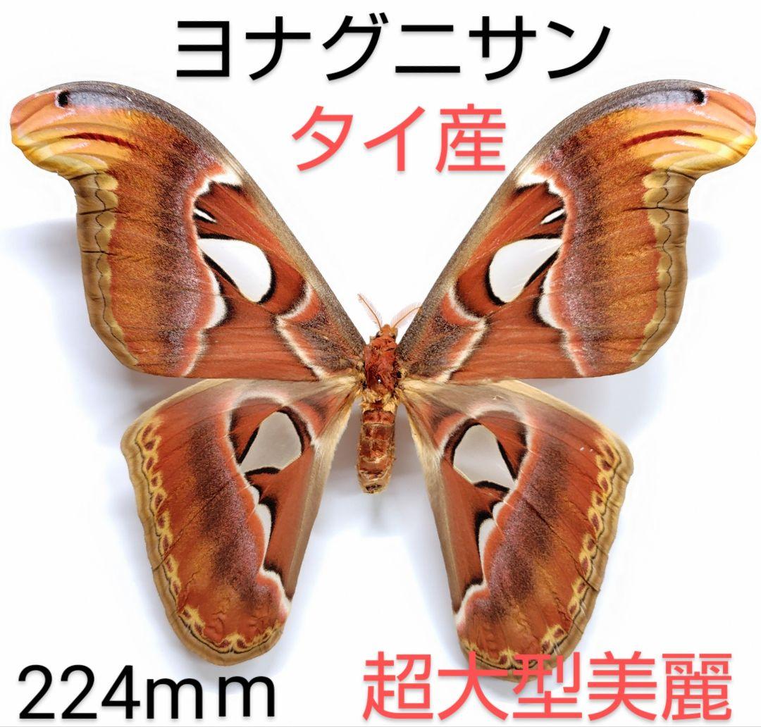 ヨナグニサン蛾標本★タイ産★ 224mm 大型迫力美麗標本。 凄く大きい‼️