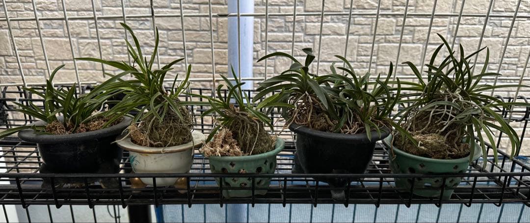 富貴蘭　風蘭　5鉢　品種はわかりません