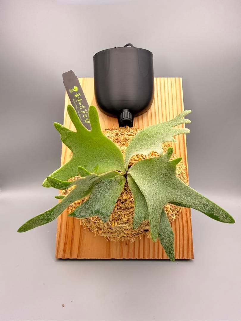 ビカクシダwillinckii Golden Boy spore金童ドワーフ特選