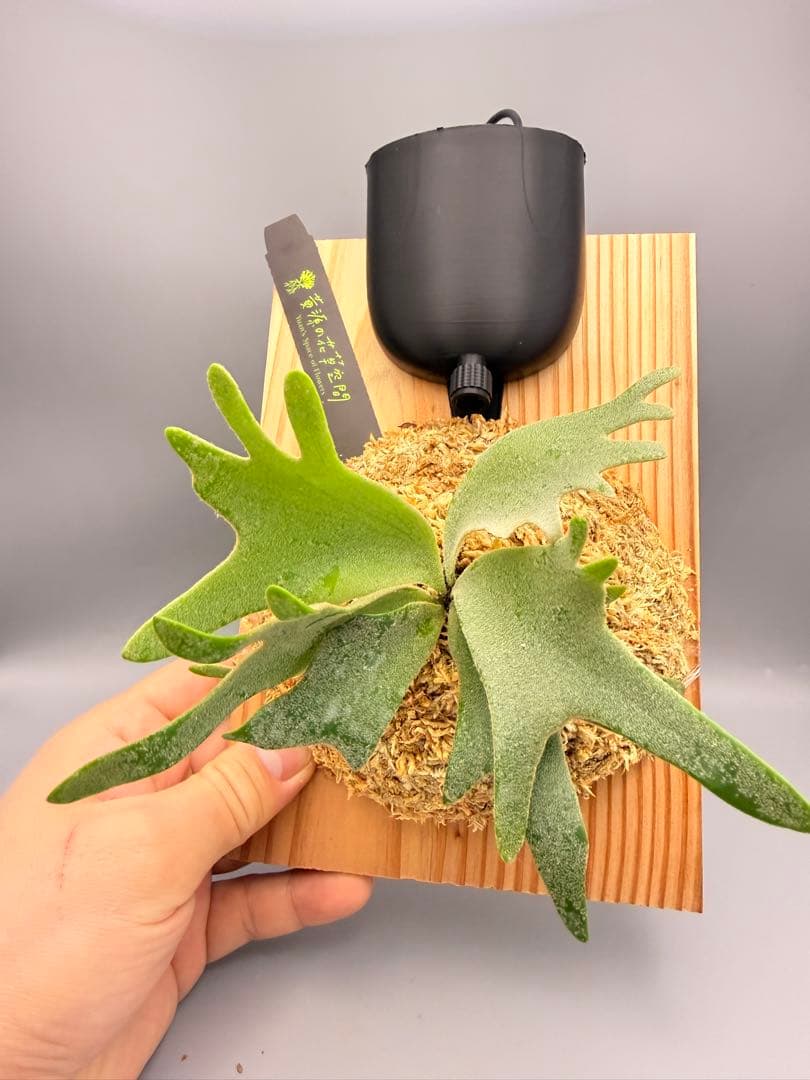 ビカクシダwillinckii Golden Boy spore金童ドワーフ特選