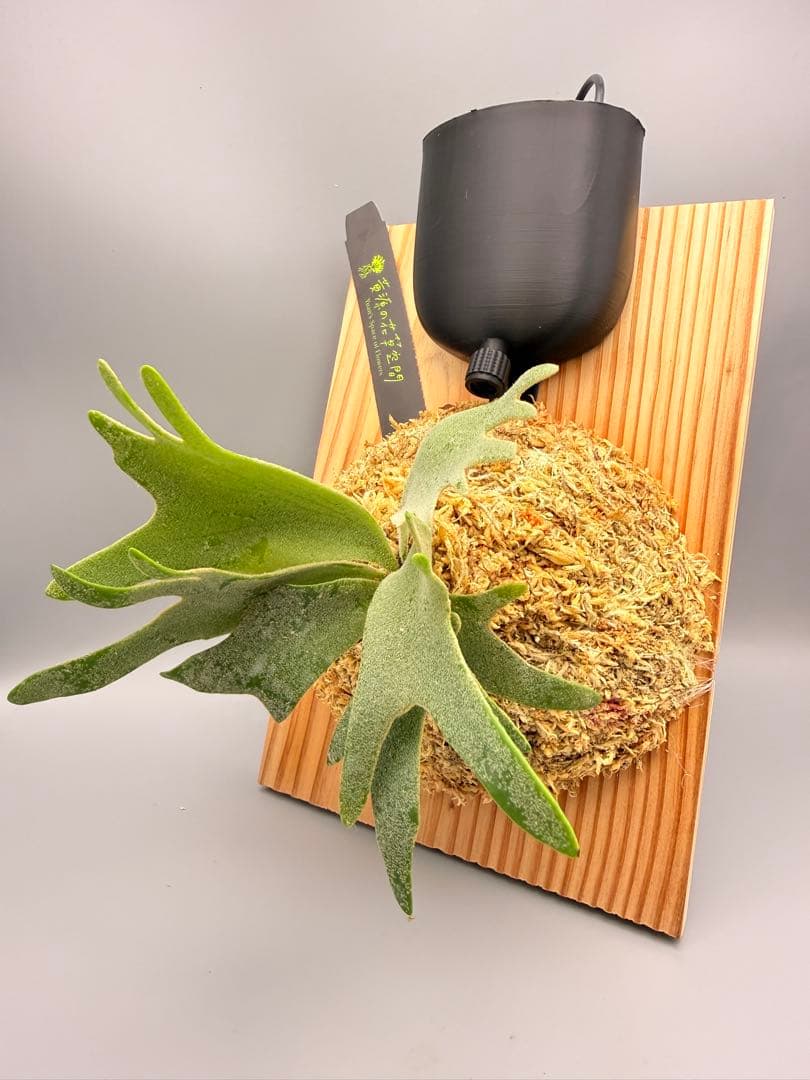 ビカクシダwillinckii Golden Boy spore金童ドワーフ特選