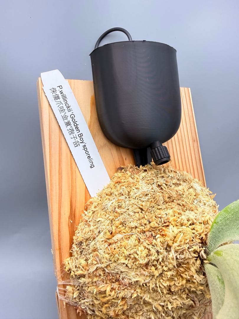 ビカクシダwillinckii Golden Boy spore金童ドワーフ特選