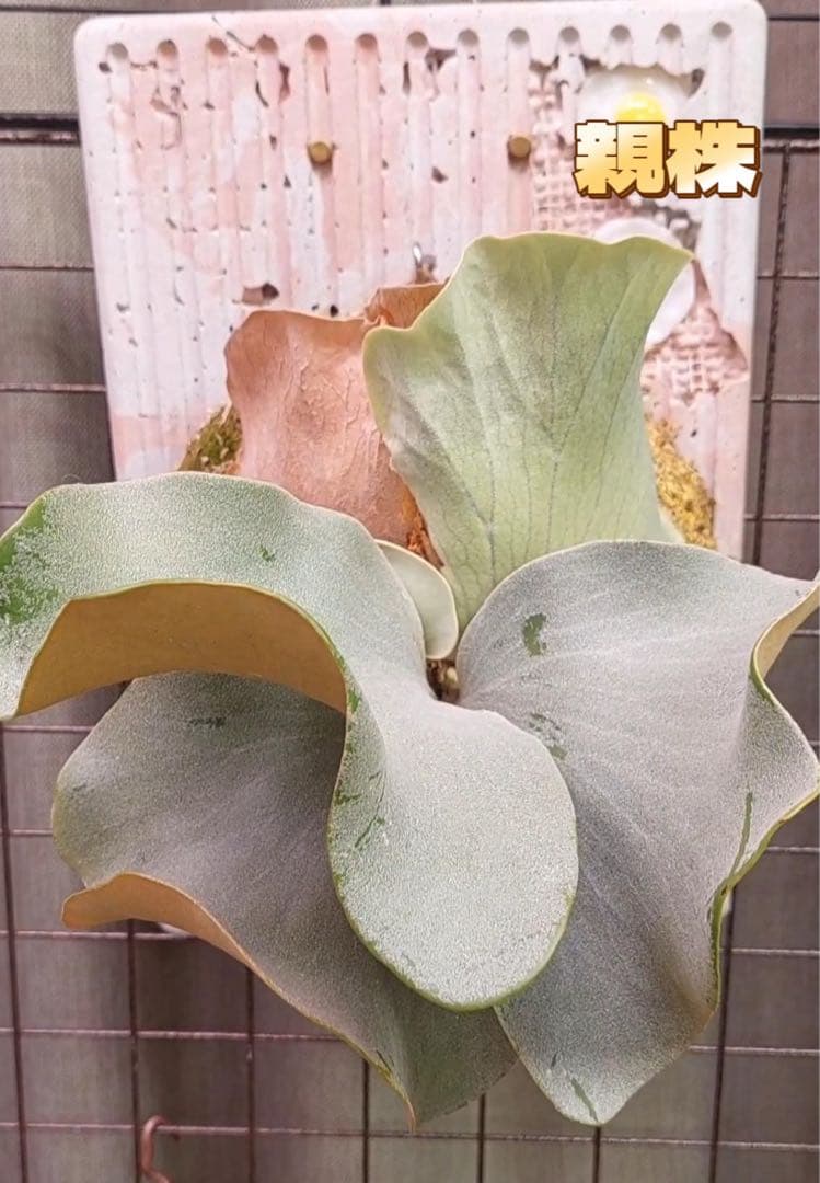 ビカクシダ P. Pink priness sporeling