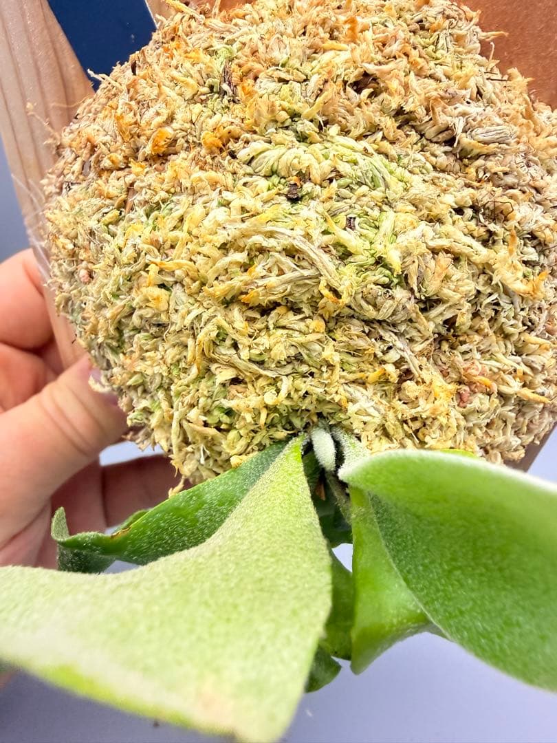 ビカクシダ P. Pink priness sporeling