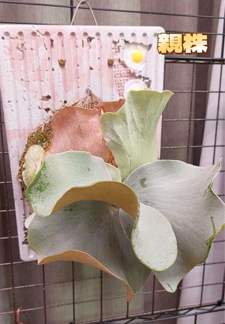 ビカクシダ P. Pink priness sporeling