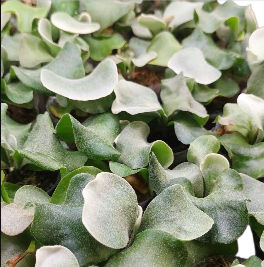 ビカクシダ P. Pink priness sporeling