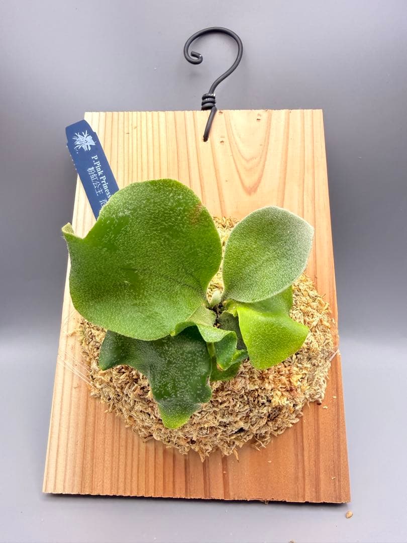 ビカクシダ P. Pink priness sporeling