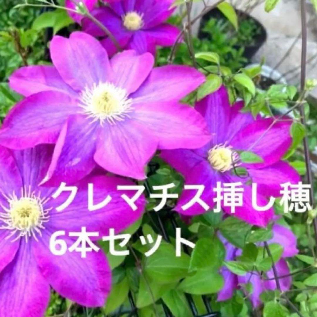 クレマチス 挿し穂 6本セットネコポス便発送