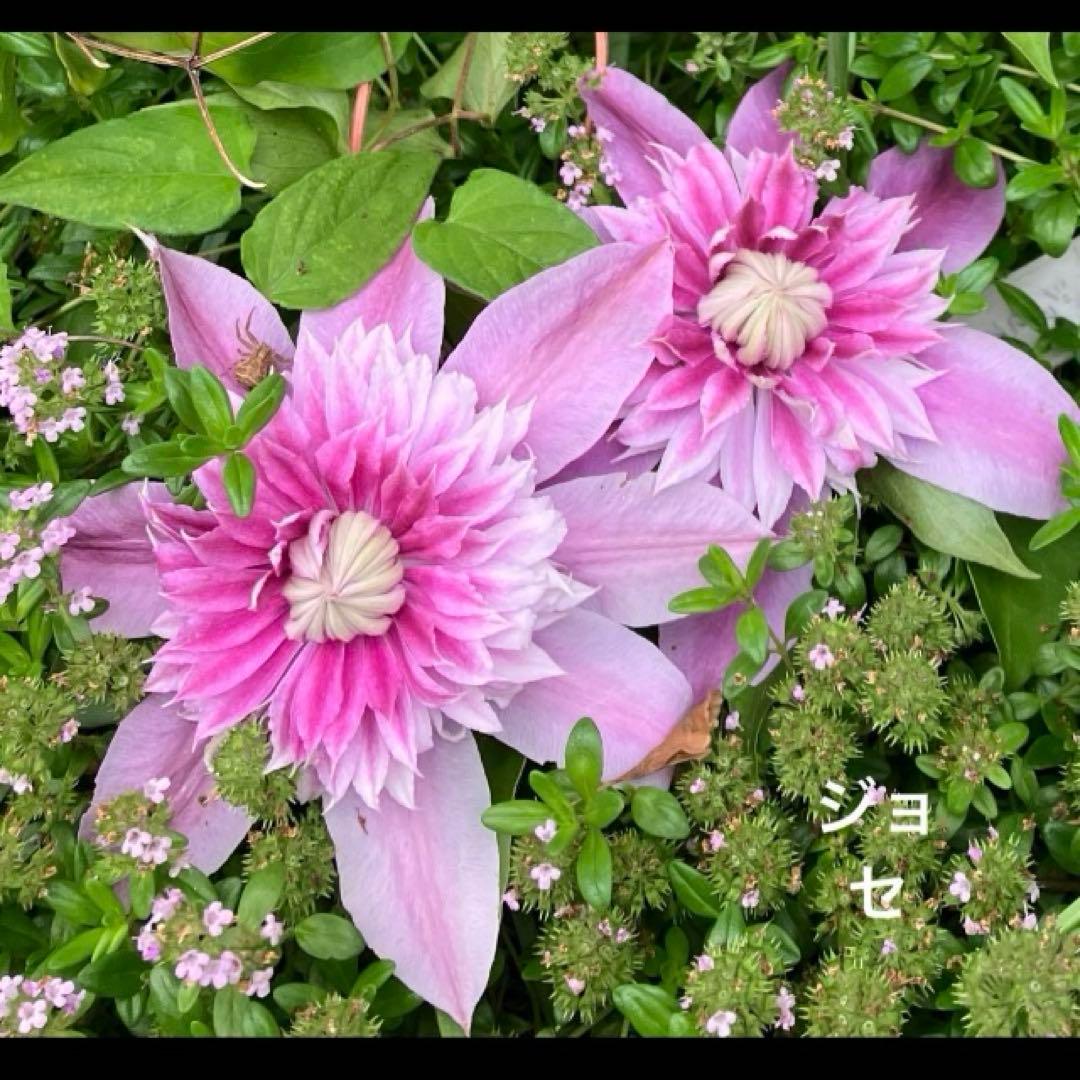 クレマチス 挿し穂 6本セットネコポス便発送