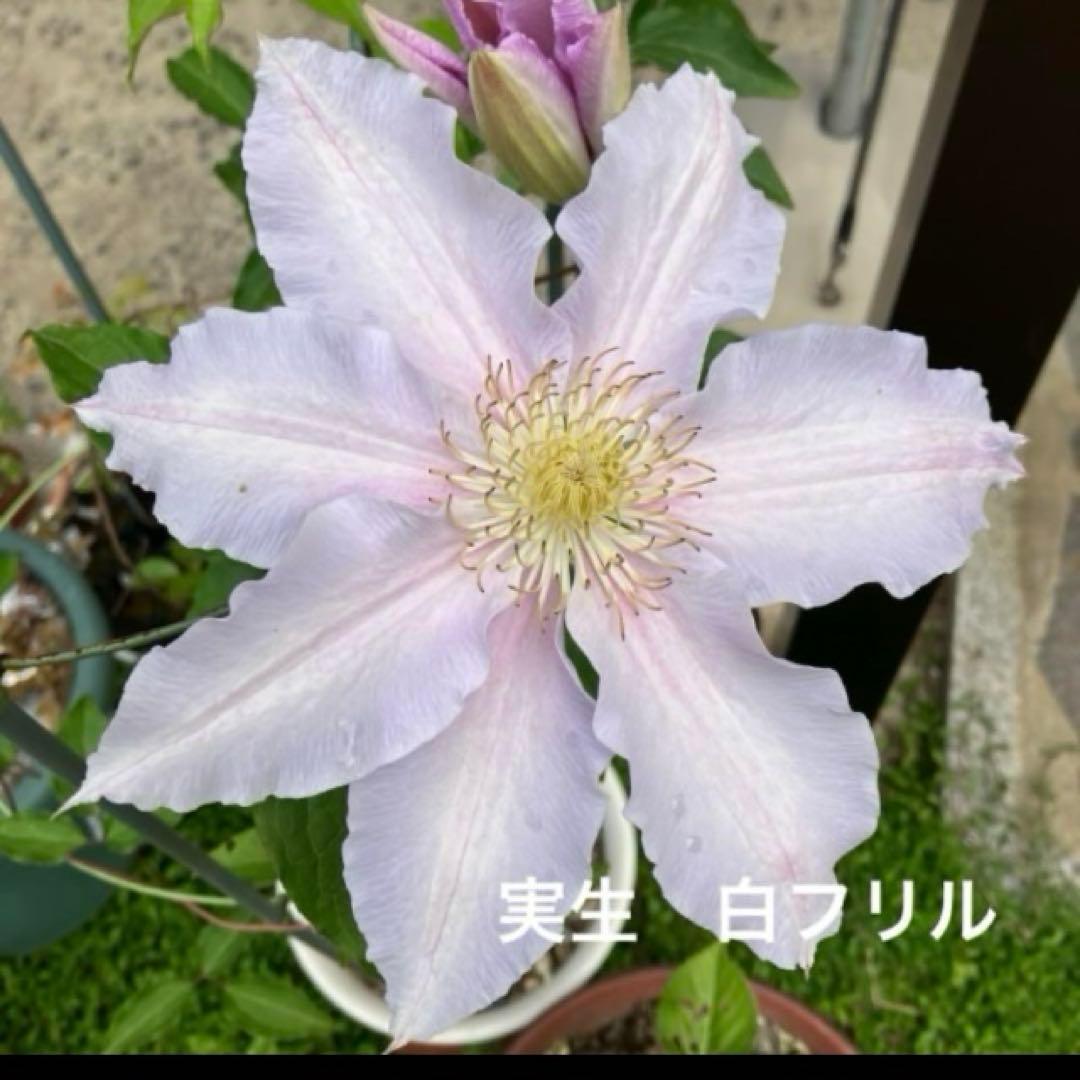 クレマチス 挿し穂 6本セットネコポス便発送