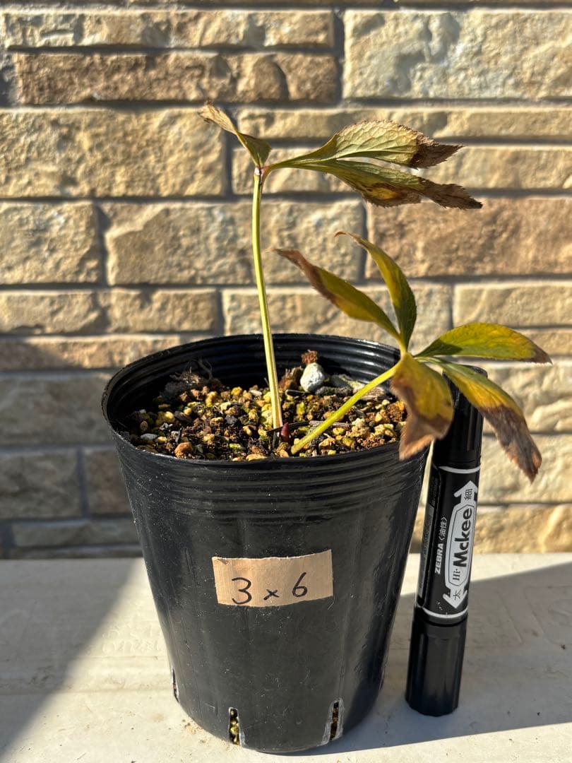 ソレイユ×ソレイユ★クリスマスローズ交配苗★開花年数経過株★ピンク、オーレア