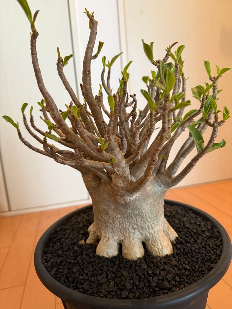 極上個体！アデニウム　ソコトラナム　メデューサ