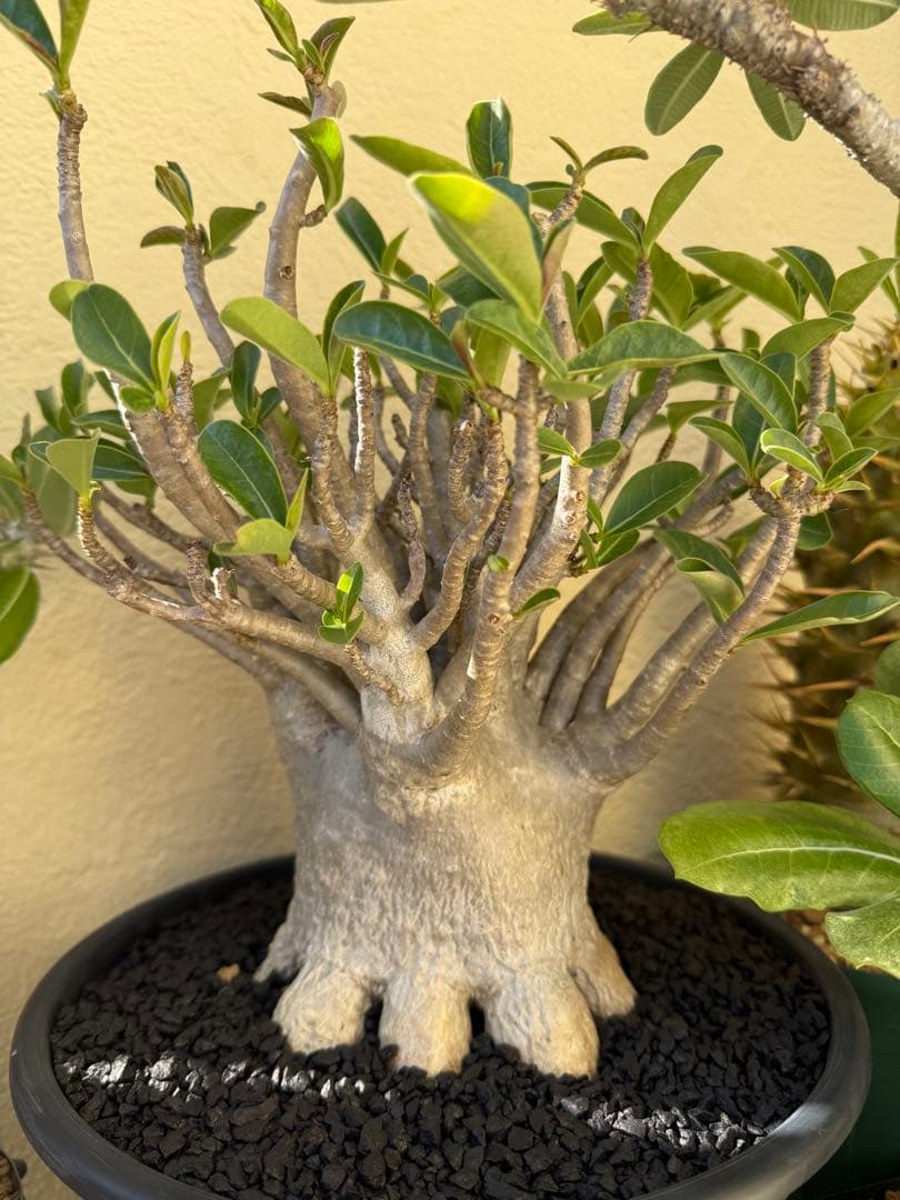 極上個体！アデニウム　ソコトラナム　メデューサ