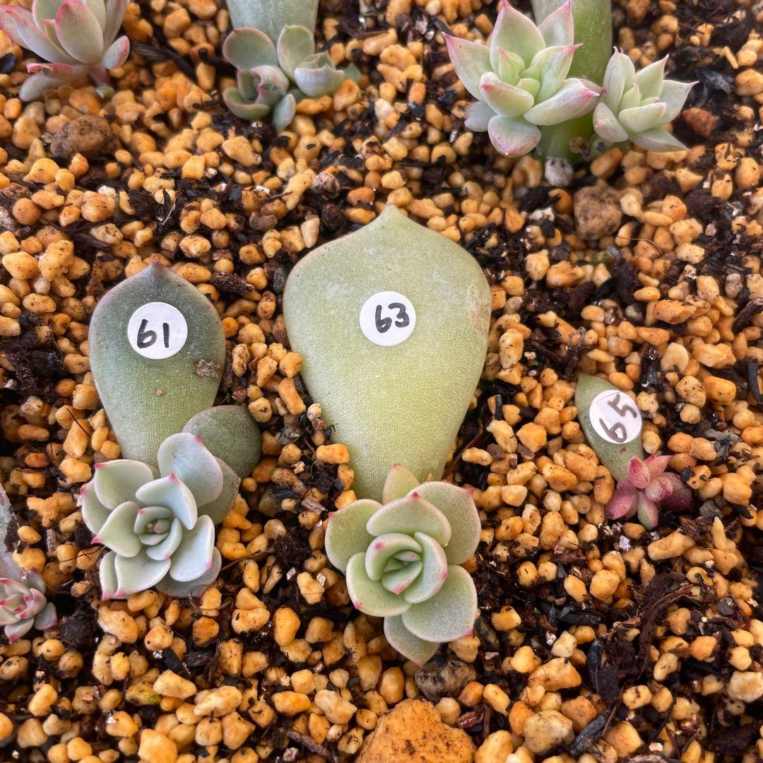 特別価格セット！　ミックスベリア　葉挿しっ子　30種　オマケ付　メルカリ便