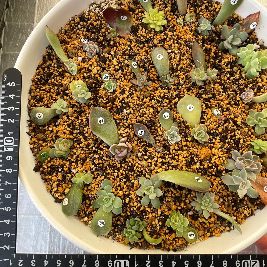 特別価格セット！　ミックスベリア　葉挿しっ子　30種　オマケ付　メルカリ便