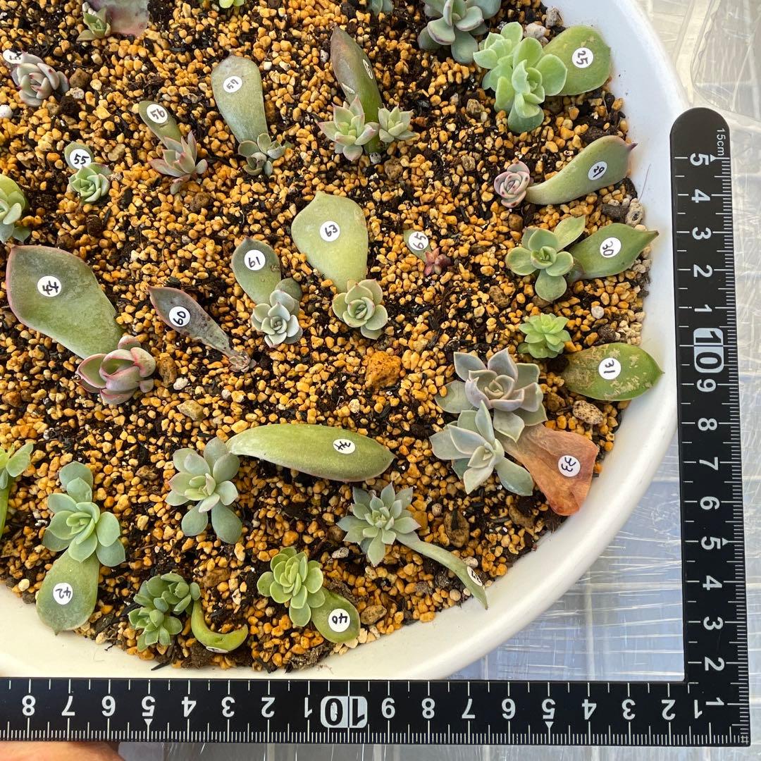 特別価格セット！　ミックスベリア　葉挿しっ子　30種　オマケ付　メルカリ便