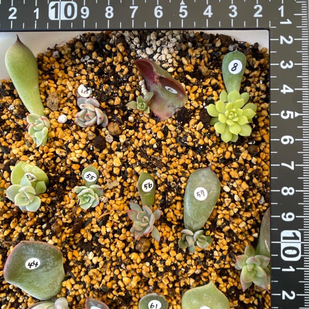 特別価格セット！　ミックスベリア　葉挿しっ子　30種　オマケ付　メルカリ便