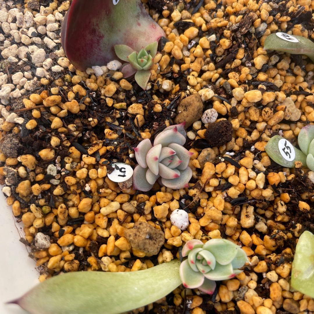 特別価格セット！　ミックスベリア　葉挿しっ子　30種　オマケ付　メルカリ便