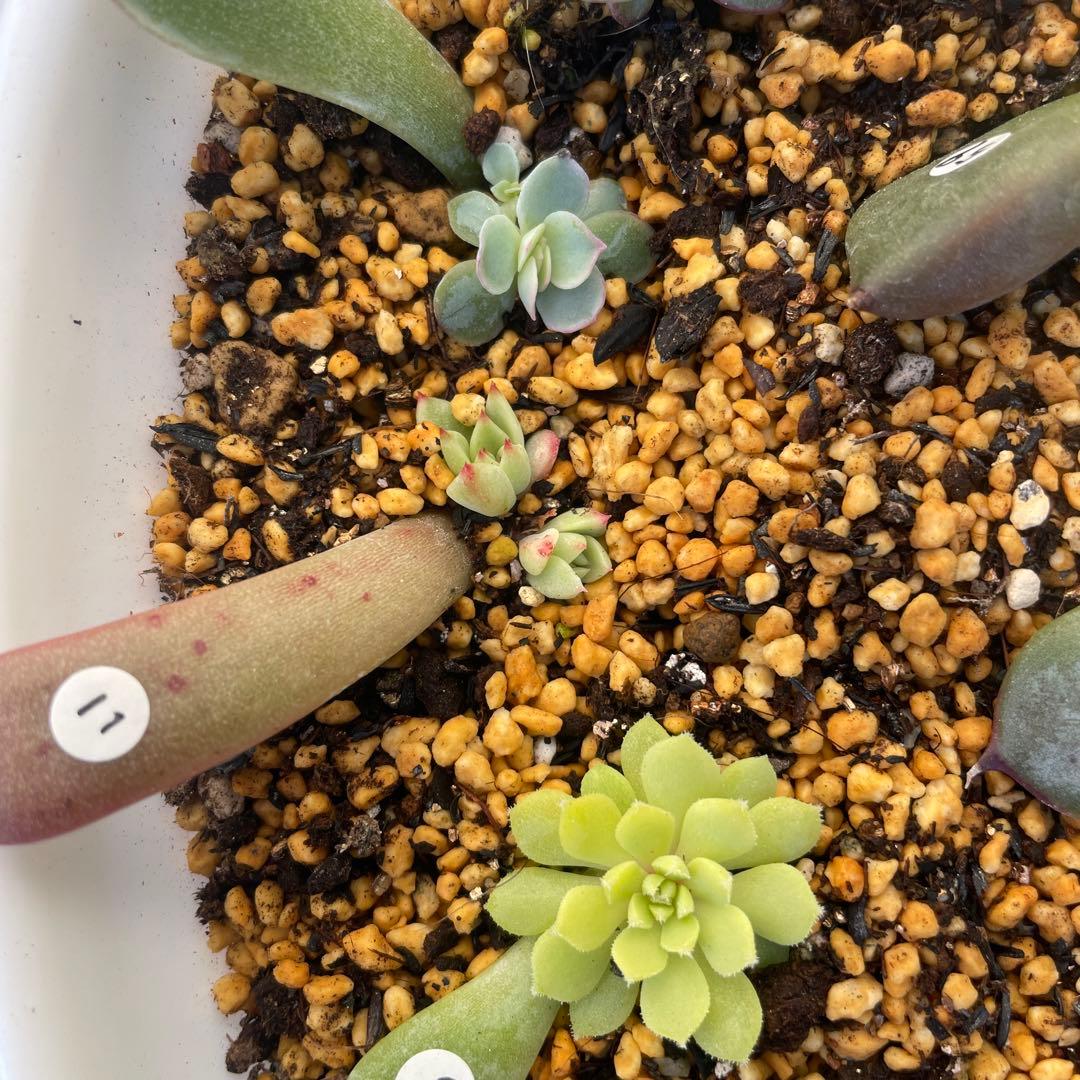 特別価格セット！　ミックスベリア　葉挿しっ子　30種　オマケ付　メルカリ便