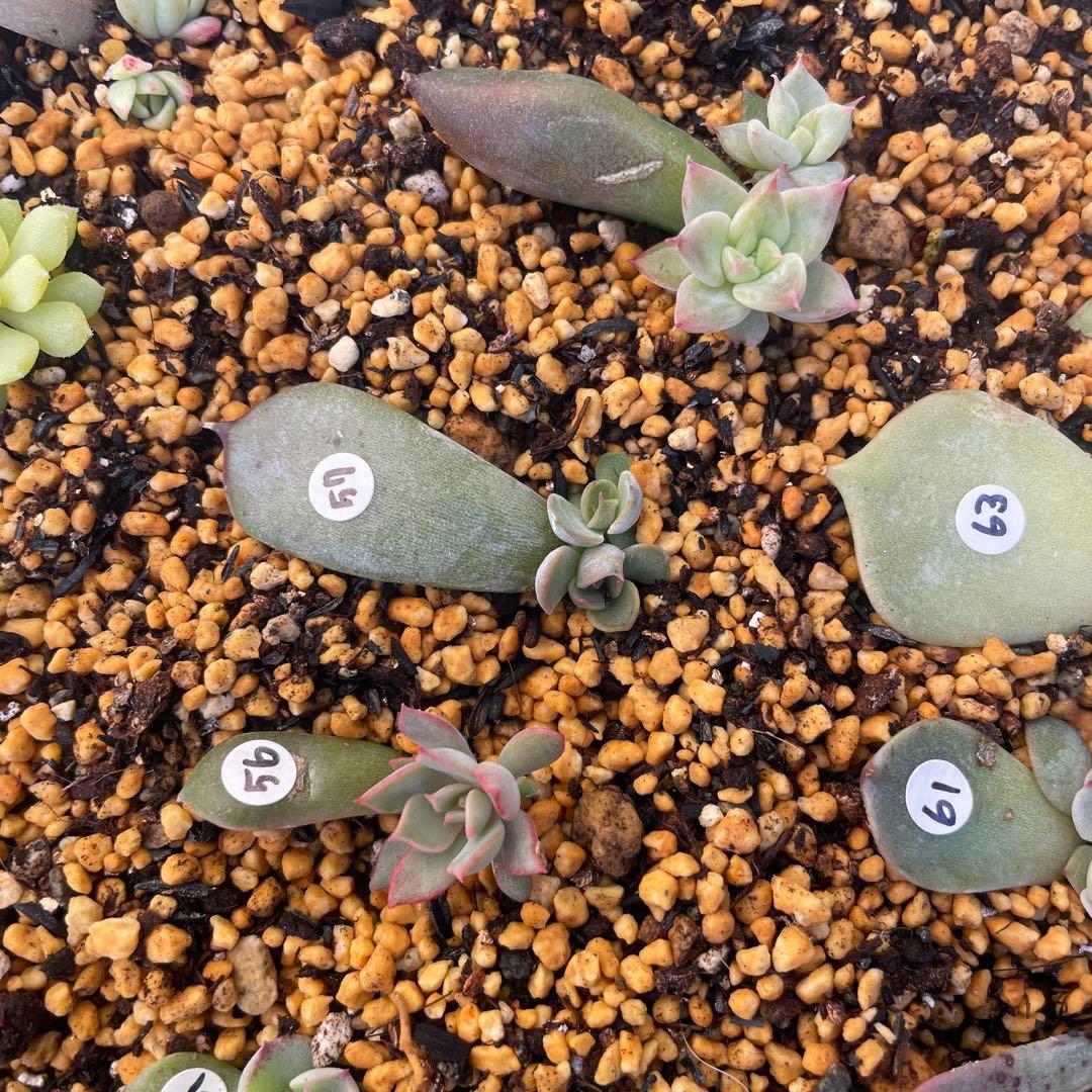 特別価格セット！　ミックスベリア　葉挿しっ子　30種　オマケ付　メルカリ便