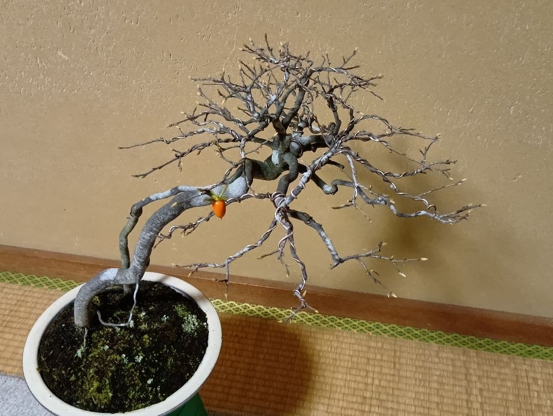 ‼️展示会出品可能‼️老爺柿盆栽‼️ 　　　‼️再値下げ‼️