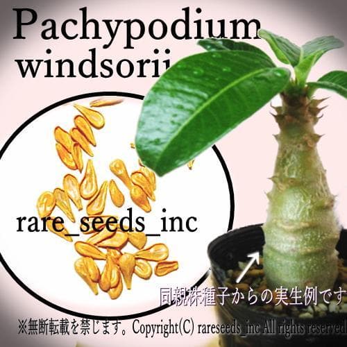 こてつさま専用♪