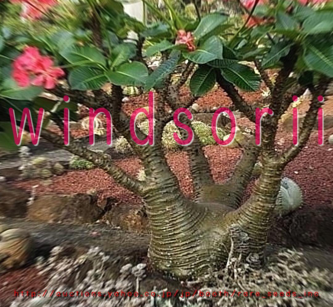 こてつさま専用♪