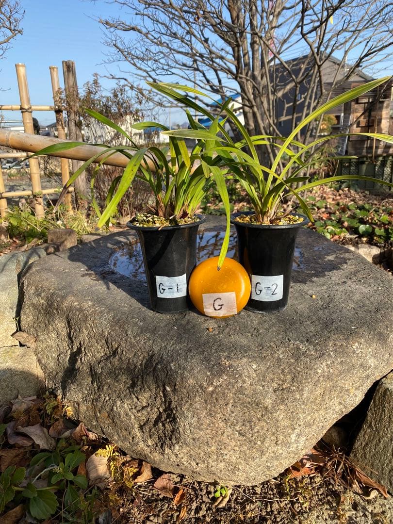 花芽付きキンリョウヘン2鉢日本蜜蜂の蜜蝋(60〜80g)サービス