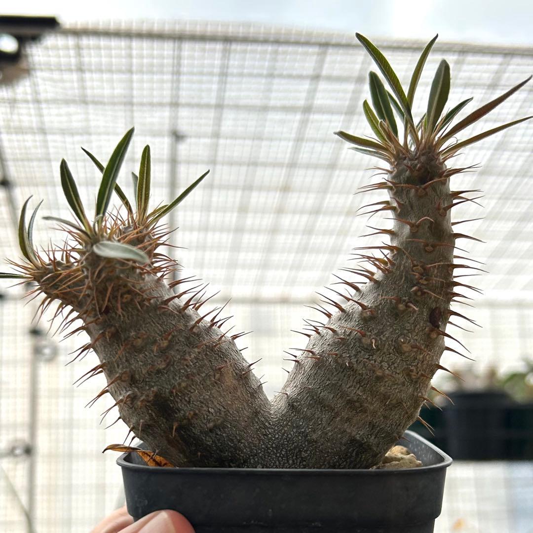 tomi様セット【希少2頭美株】グラキリス パキポディウム 発根済株 塊根