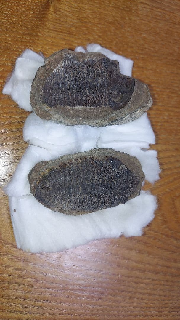 三葉虫　化石　大野コレクション