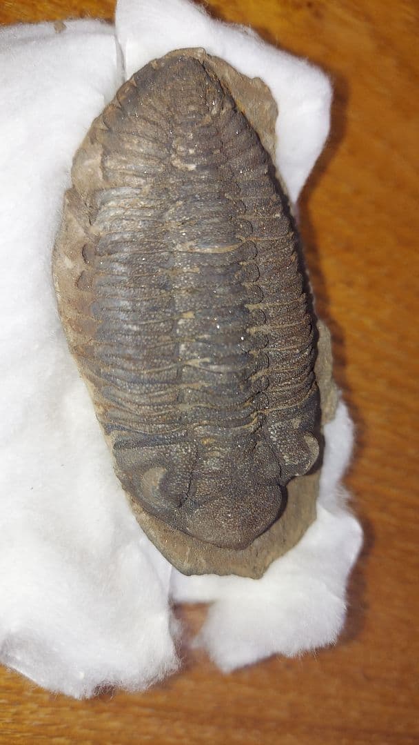 三葉虫　化石　大野コレクション