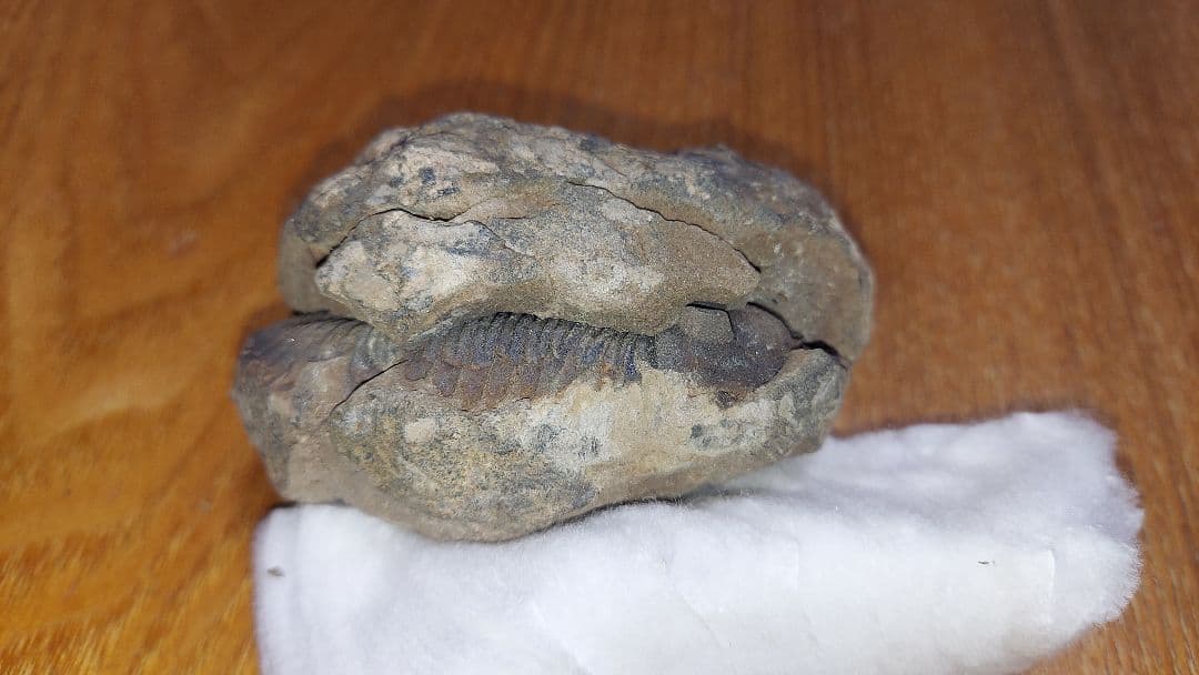 三葉虫　化石　大野コレクション