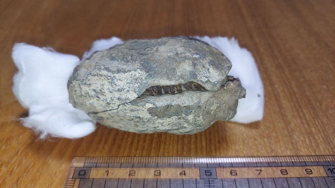 三葉虫　化石　大野コレクション