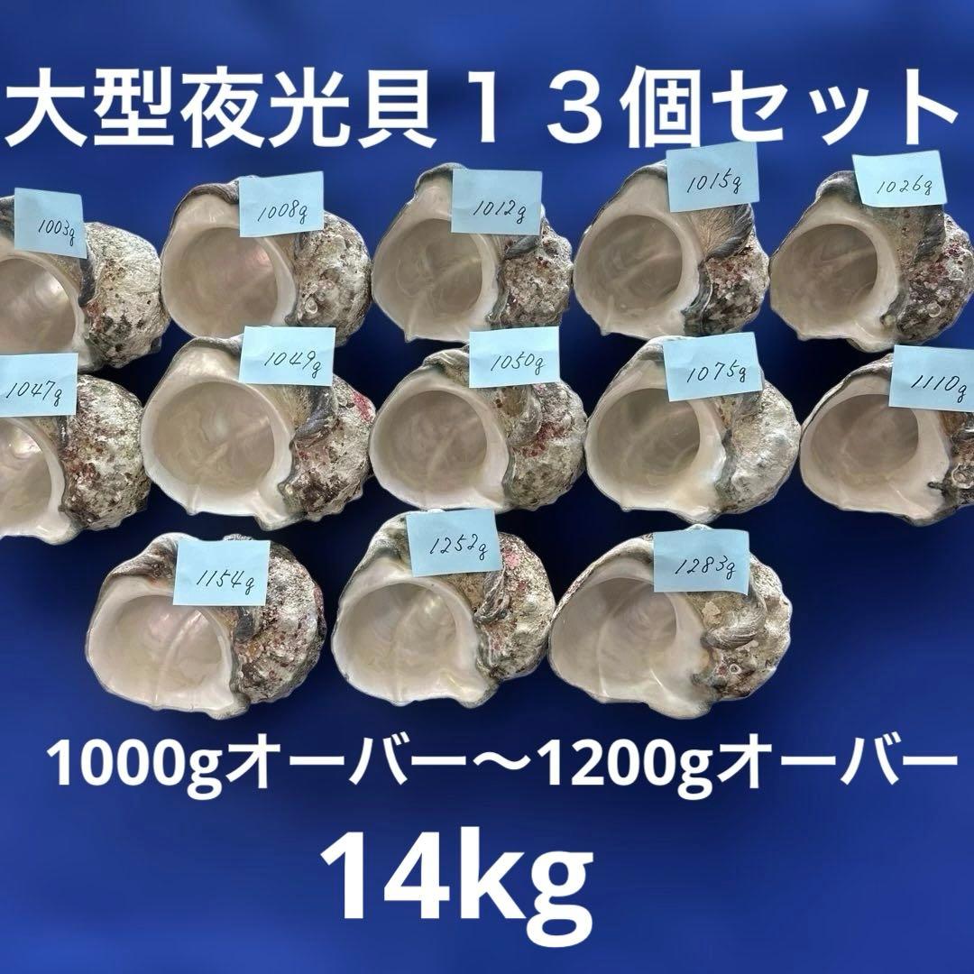 大型夜光貝　ヤコウ貝　まとめ売り　13個　14kg アクセサリー　ルアー