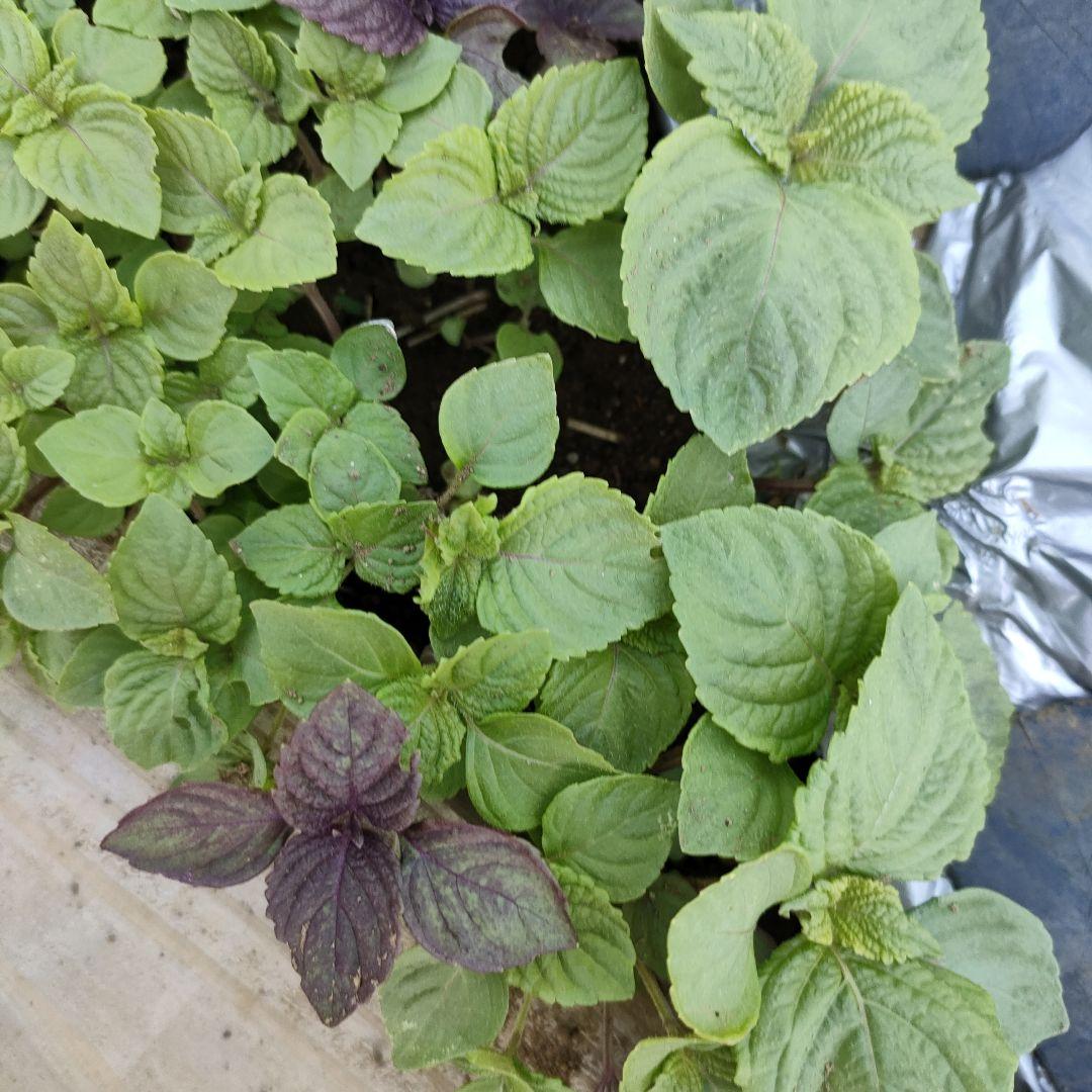 紫蘇 苗 　緑と紫　大葉　赤紫蘇　苗　合わせて五株
