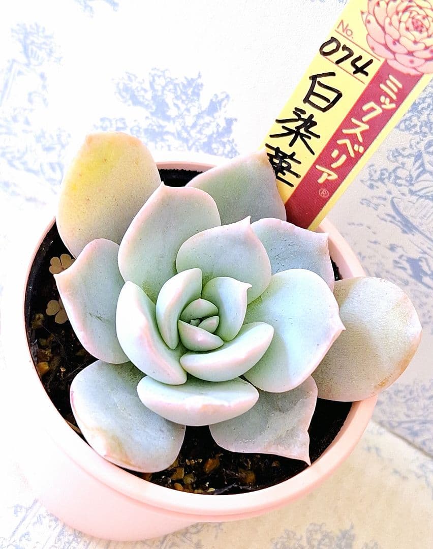 ꕤclara*様 リクエスト 2点 まとめ商品