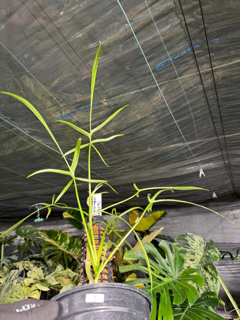 ハ*ク様 1 フィロデンドロン ポリポディオイデス　鉢モスポール付き