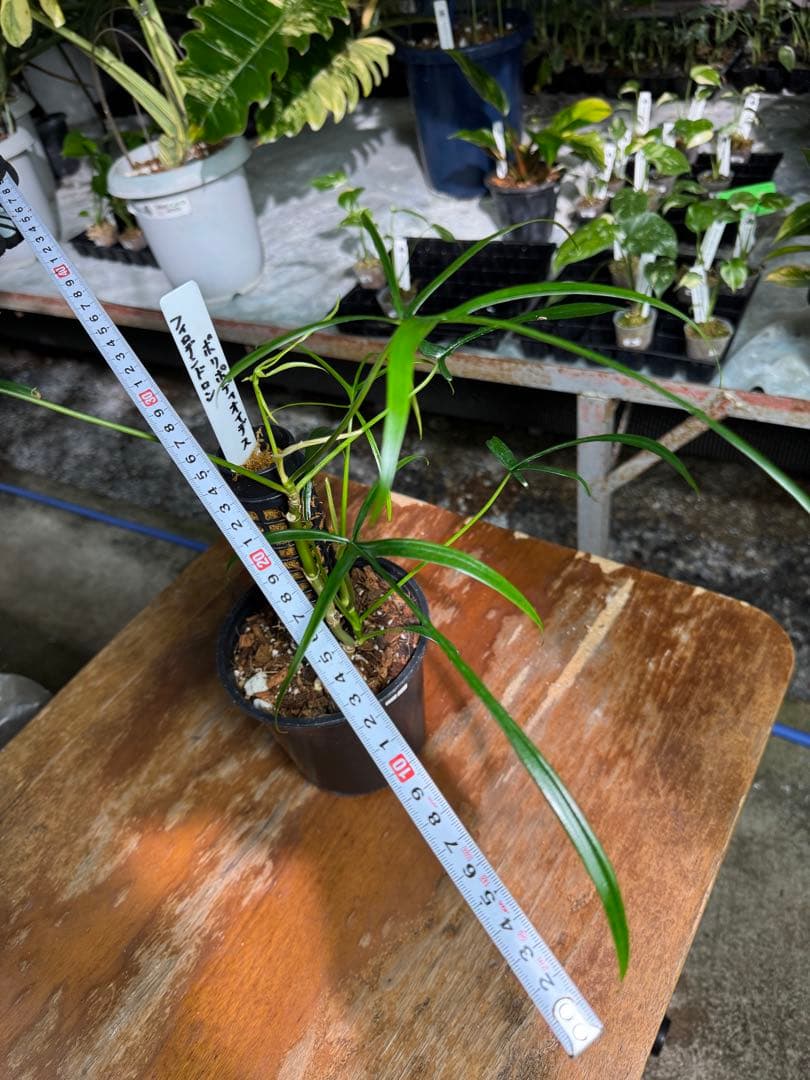 ハ*ク様 1 フィロデンドロン ポリポディオイデス　鉢モスポール付き