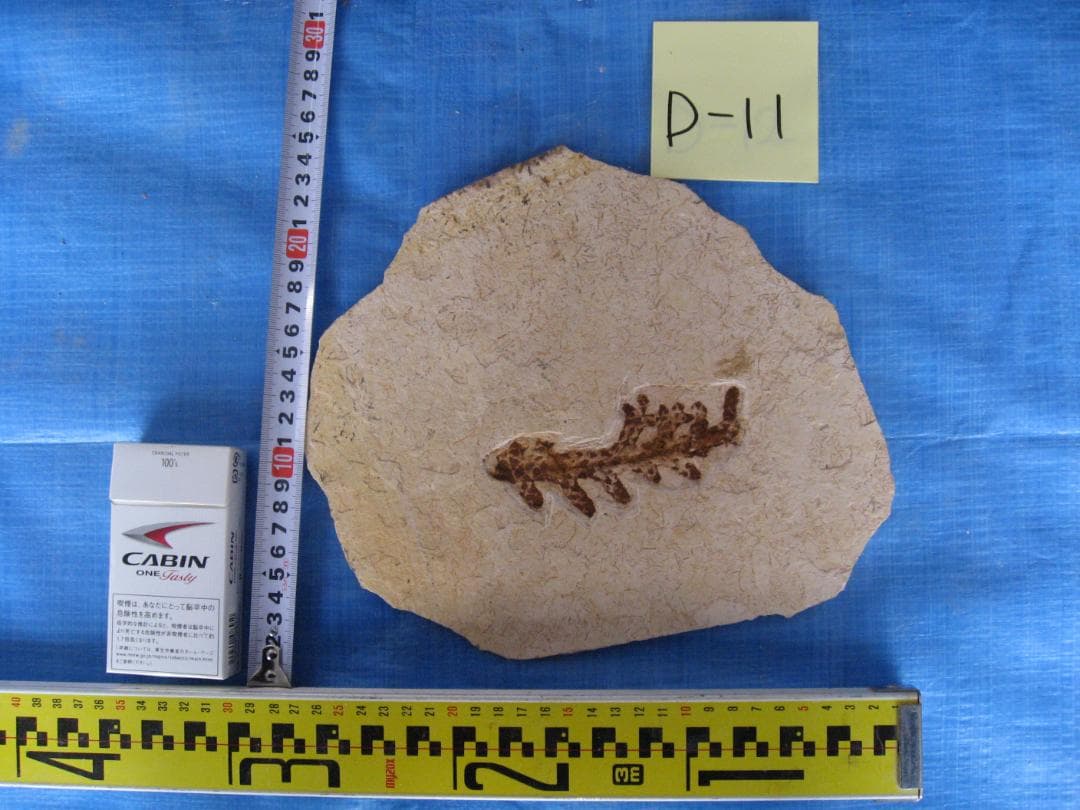 化石　B-16　D-10　D-11