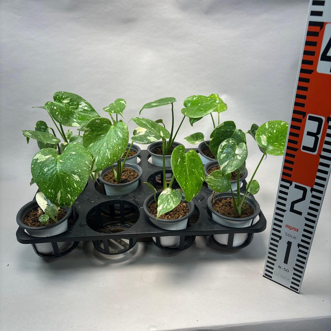 ち*え様 10株セットms53モンステラ・タイコンステレーション 斑入り