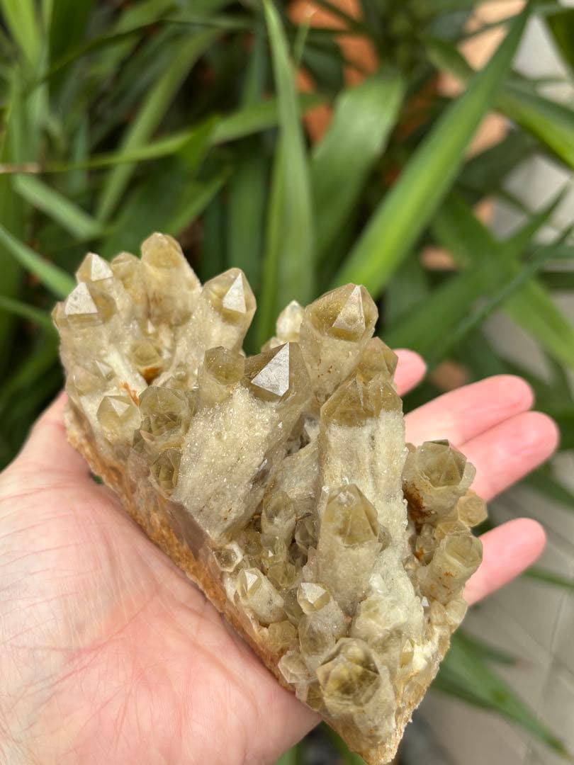 天然シトリン　キャンドルクォーツ　クラスター　618g かわいい　自立します