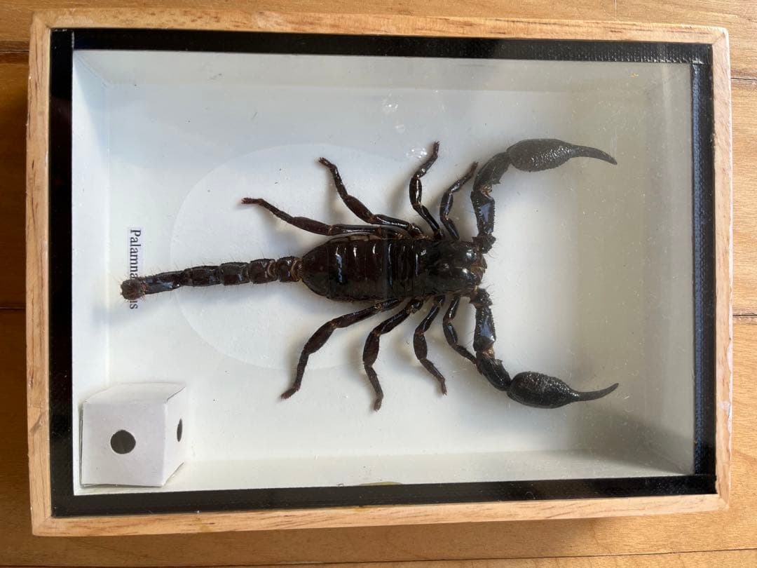 Palamnaeus スコーピオン 乾燥標本