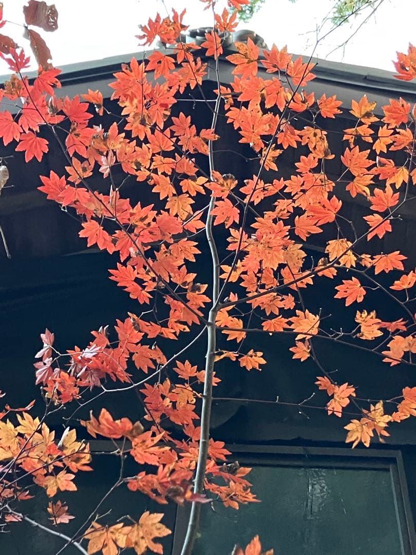 山採り　コハウチワカエデ コナラ　混合株