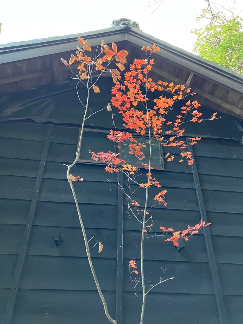 山採り　コハウチワカエデ コナラ　混合株