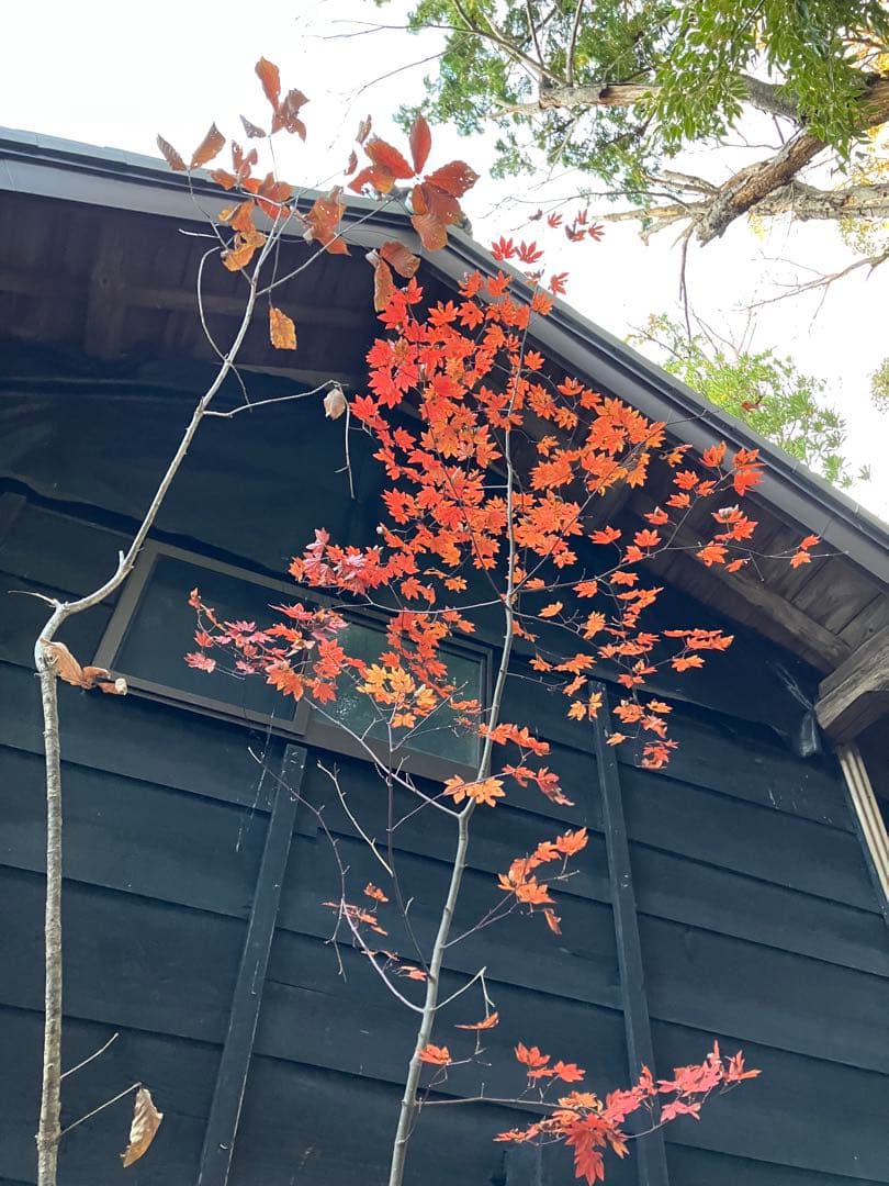 山採り　コハウチワカエデ コナラ　混合株