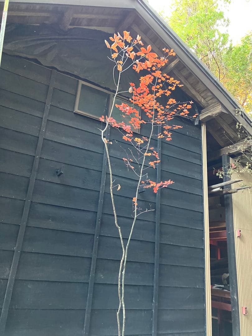 山採り　コハウチワカエデ コナラ　混合株