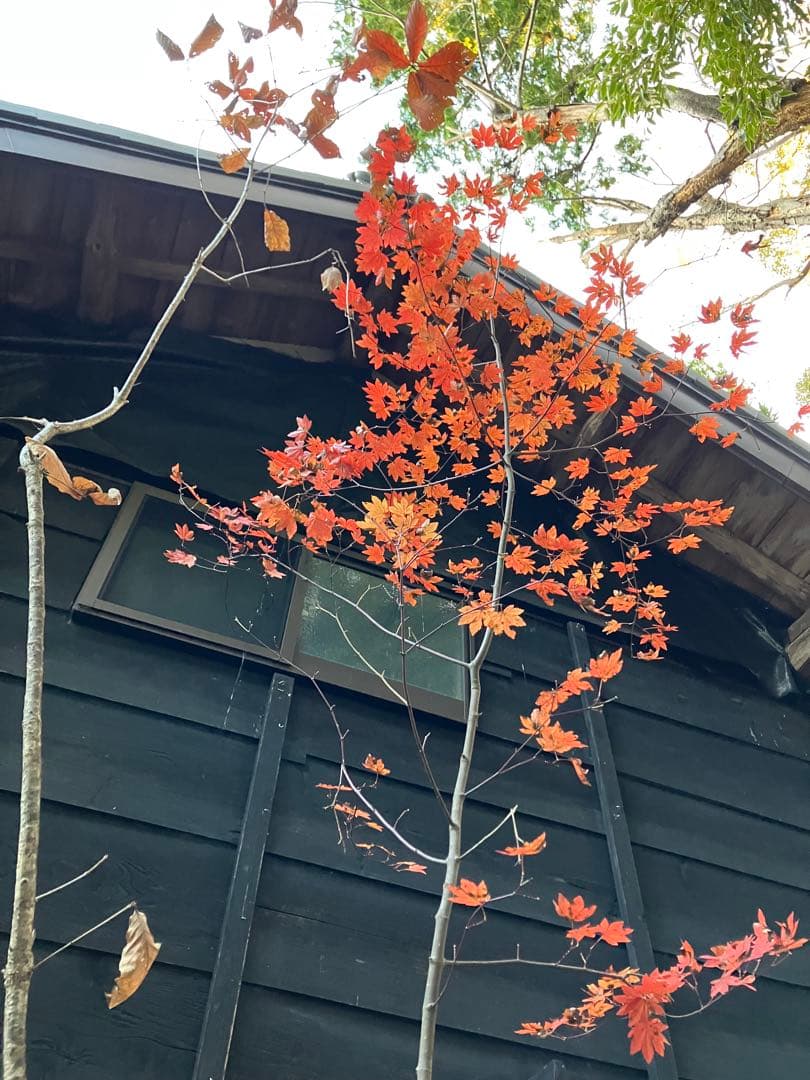 山採り　コハウチワカエデ コナラ　混合株