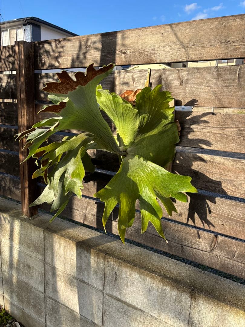 ビカクシダ　シルバーベルベット　フーンシキ　親株